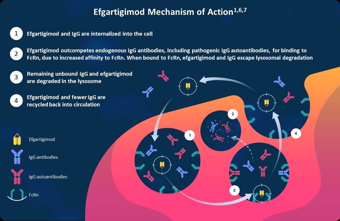 https://cdn.kscope.io/0ea55713674b8ef11a19d6069fb5cc0b-efgartigimod’s mechanism of action.jpg