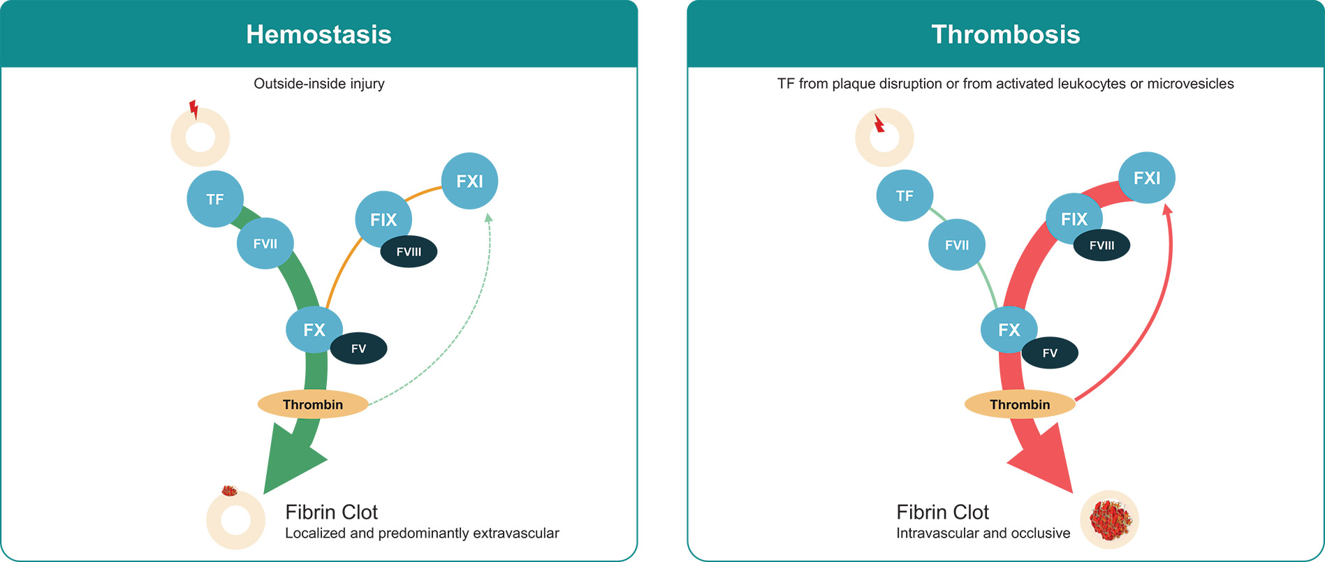 [MISSING IMAGE: ph_fxibiology-4c.jpg]