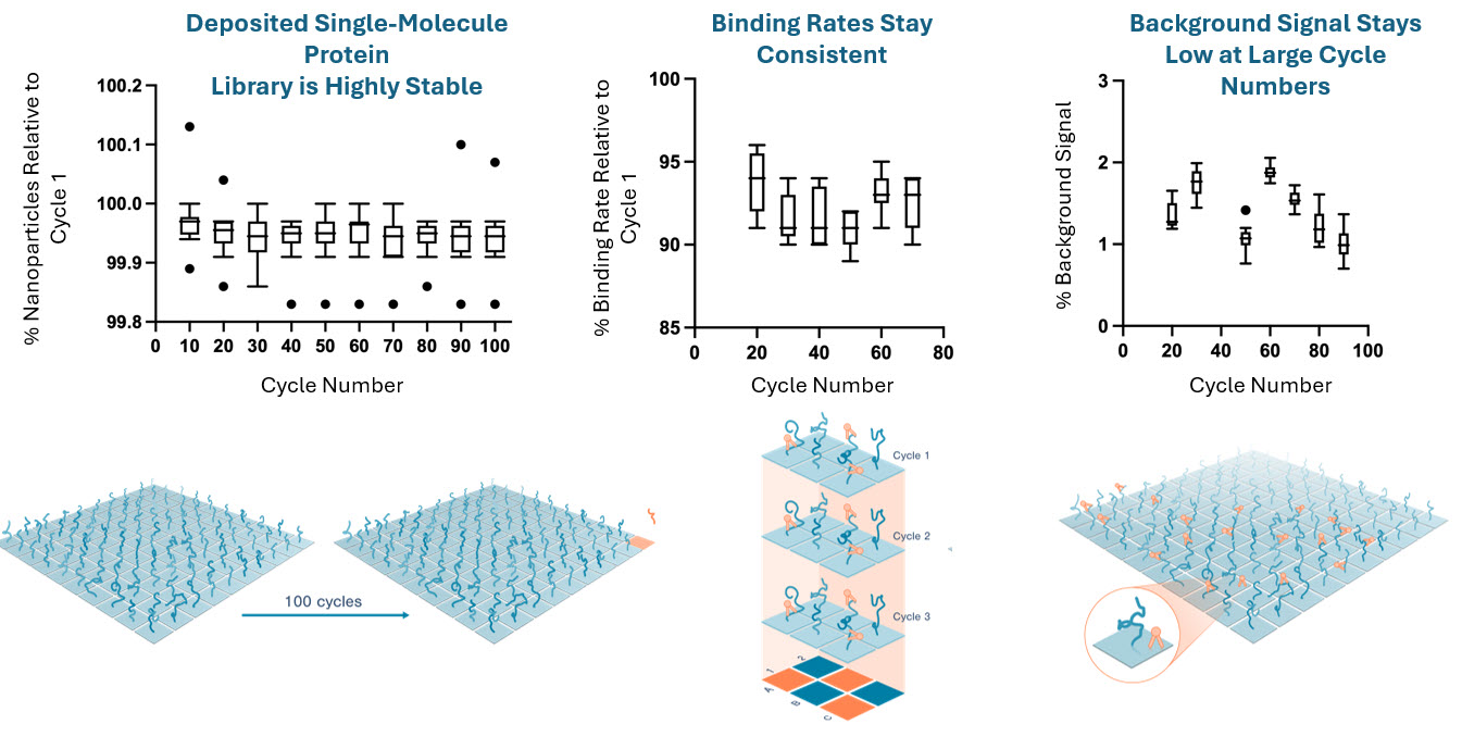 https://cdn.kscope.io/295a203ca96e2b19133292a187183625-Protein Library Remains Bound to Flow Cell During Repetitive Probe Binding and Wash Cycles.jpg