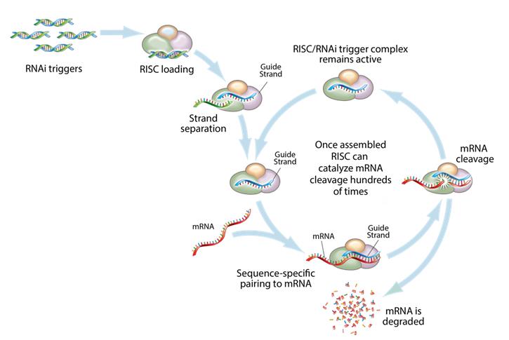 https://cdn.kscope.io/345ce57304f3dccf5950eb31488bc4a4-Benefits of RNAi Therapeutics.jpg
