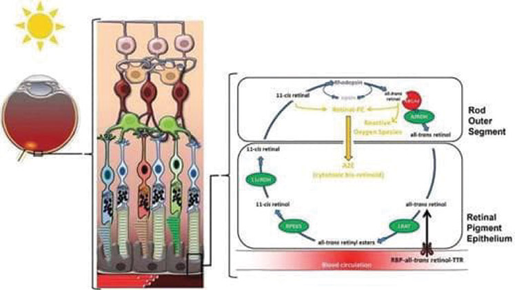[MISSING IMAGE: ph_stargardtdise-4clr.jpg]
