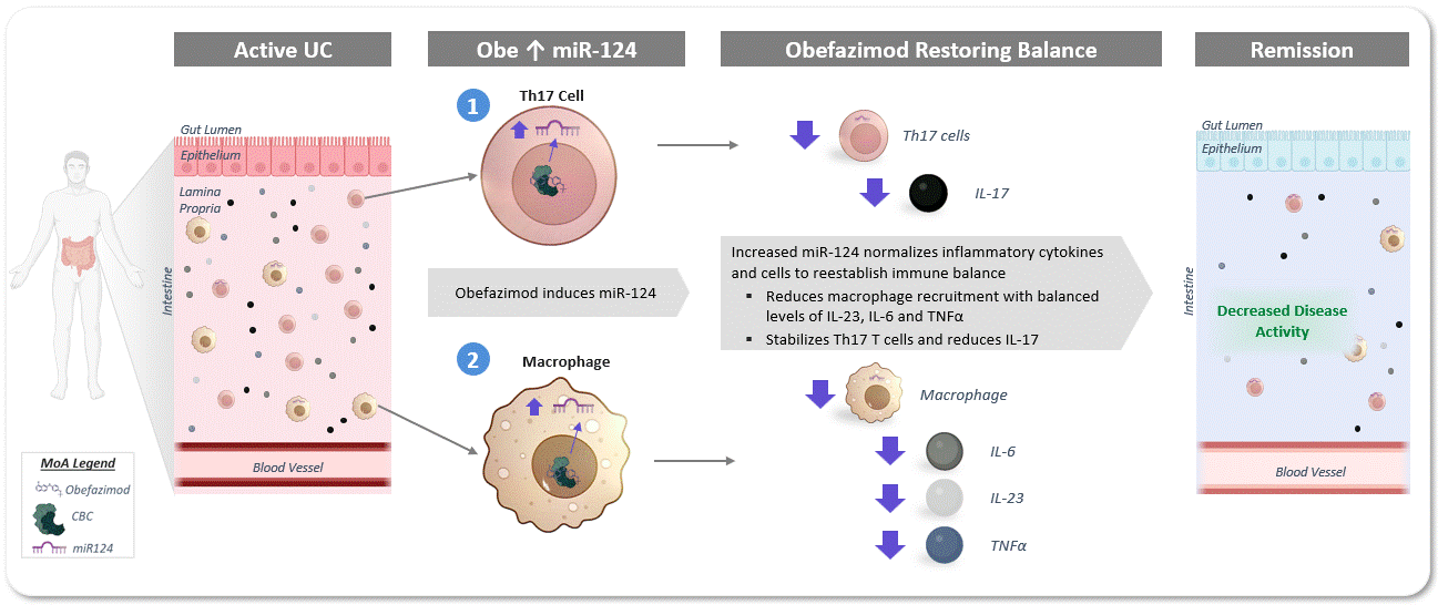 https://cdn.kscope.io/47c69ddd6547163d5052088105dae2e1-MoA - Restore Immune Balance.gif