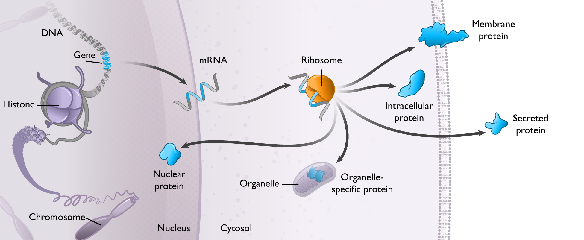 https://cdn.kscope.io/890c69c1a7982d145fdaaa1b1e7c102c-mrna-20201231_g3.jpg
