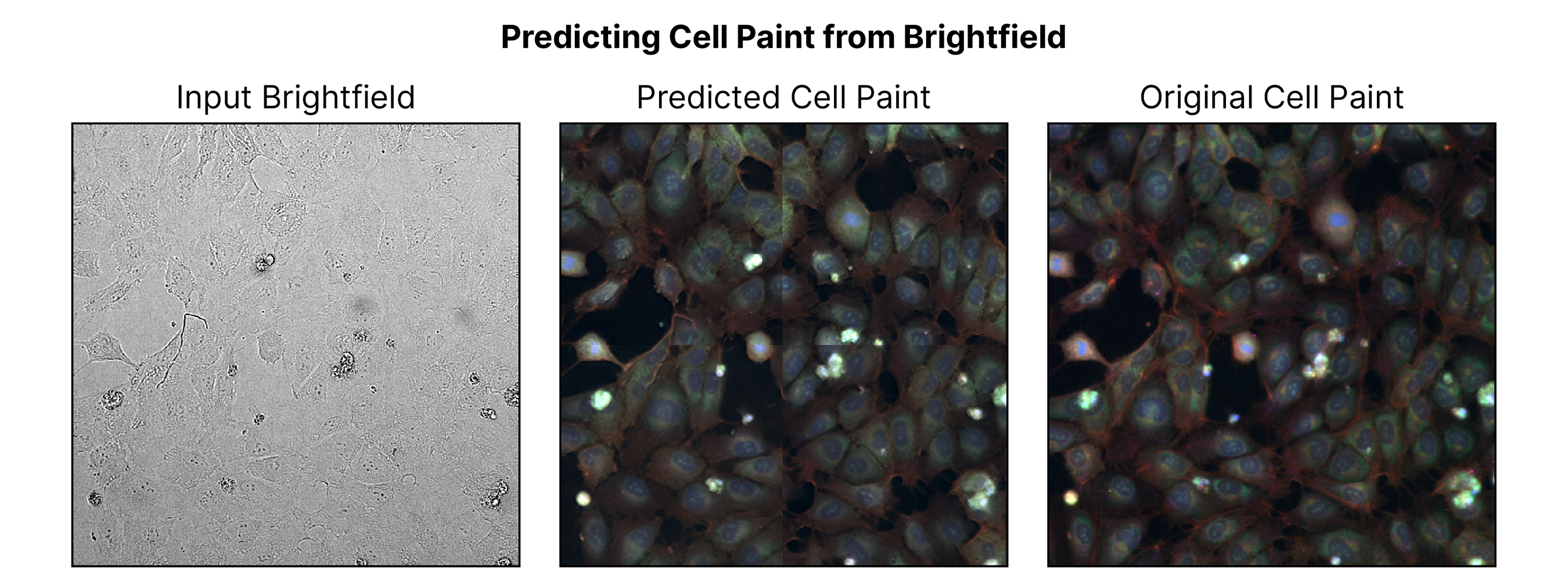 https://cdn.kscope.io/a5a1dcef7d06e7430dbe6f9452d96428-21_predict cell paint_zoom.jpg