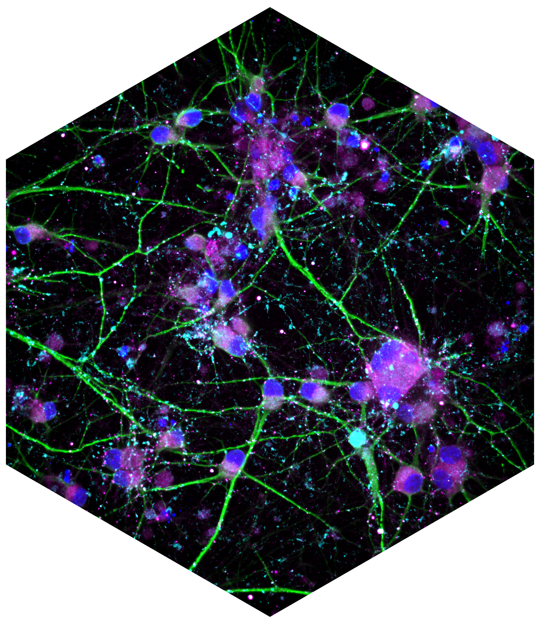 https://cdn.kscope.io/a5a1dcef7d06e7430dbe6f9452d96428-Neuromap.jpg