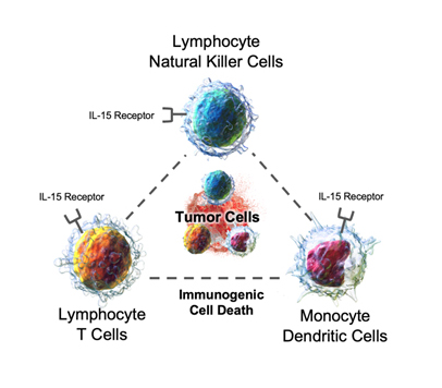 https://cdn.kscope.io/b2e76ab2b6a4524843d7f83db3a2476a-NK-cells-pg11.jpg