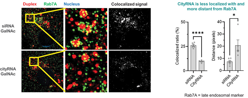 [MISSING IMAGE: tb_colocalization-4clr.jpg]