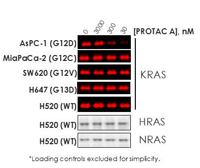 https://cdn.kscope.io/bf33d548b5370039e9dab44ffa76b74a-G12D selectivity_crop.jpg