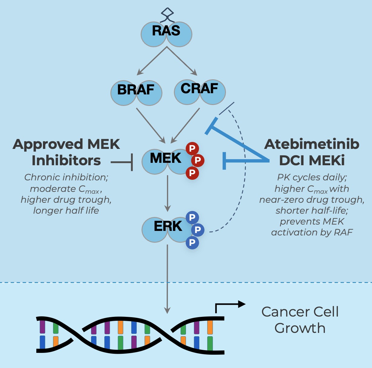 https://cdn.kscope.io/df63f43b93ec05e37ef5f28a74f42b92-Fundamental Cancer Signaling Cellular Pathways.jpg